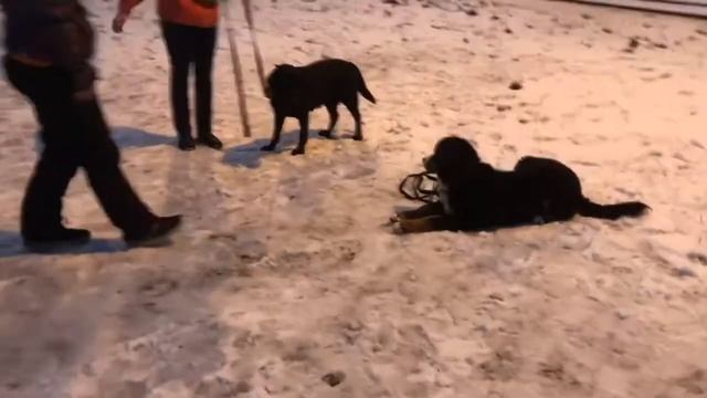 Групповые занятия щенков смотреть онлайн