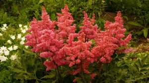 Как Выращивать Астильбу Из Семян В Домашних Условиях