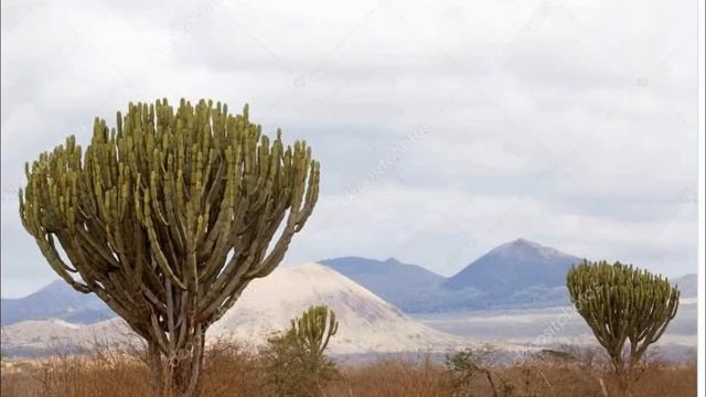 Природные зоны Африки. География 7 класс. смотреть онлайн