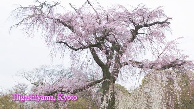 Strolling Beneath the Cherry Trees | nippon.com смотреть онлайн