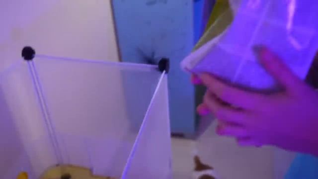 НОЧЬ В КОМНАТЕ ПИТОМЦЕВ МИСТИКА смотреть онлайн