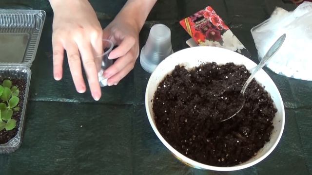 Пикировка сеянцев глоксинии смотреть онлайн