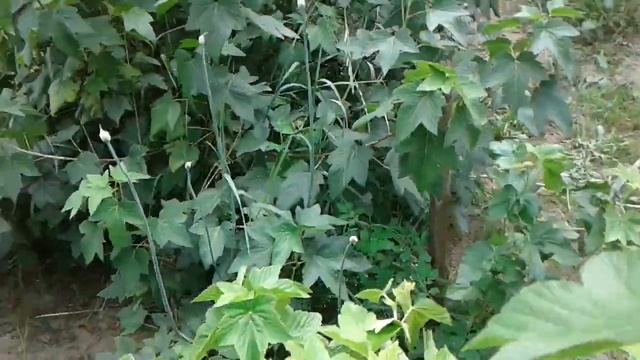 Смородина в ИЮЛЕ. Когда лучше проводить обрезку. смотреть онлайн