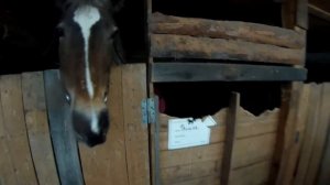 Козу на возу