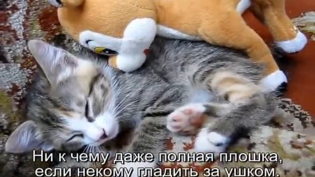 Котенок 1 ( грустный) смотреть онлайн