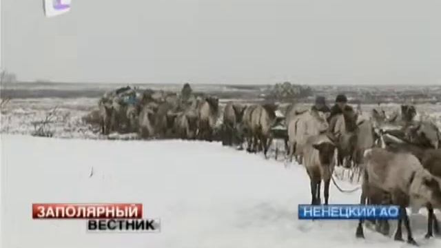 Ненецкие олени начали переход на летние пастбища смотреть онлайн