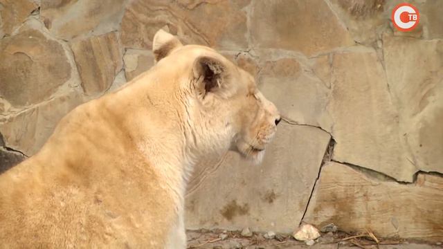 Чудо — ангелу. Женя Логинова. Мечты сбываются смотреть онлайн