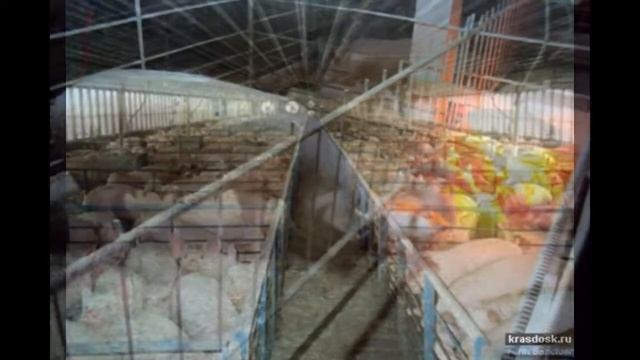 Строительство свиноферм г.Волгоград 8(47396) 36-129; 8-999-720-35-20 смотреть онлайн