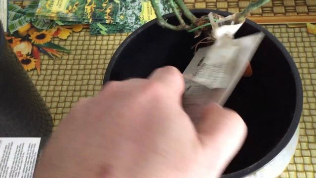 Распаковка роз Топалович из интернет магазина Подворье Ч.2 смотреть онлайн