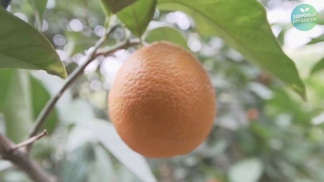 Удивительное Свойство Апельсина. Чего Вы Не Знали смотреть онлайн