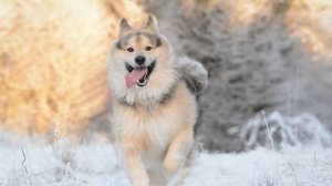 Собака бывает кусачей. Детская песенка