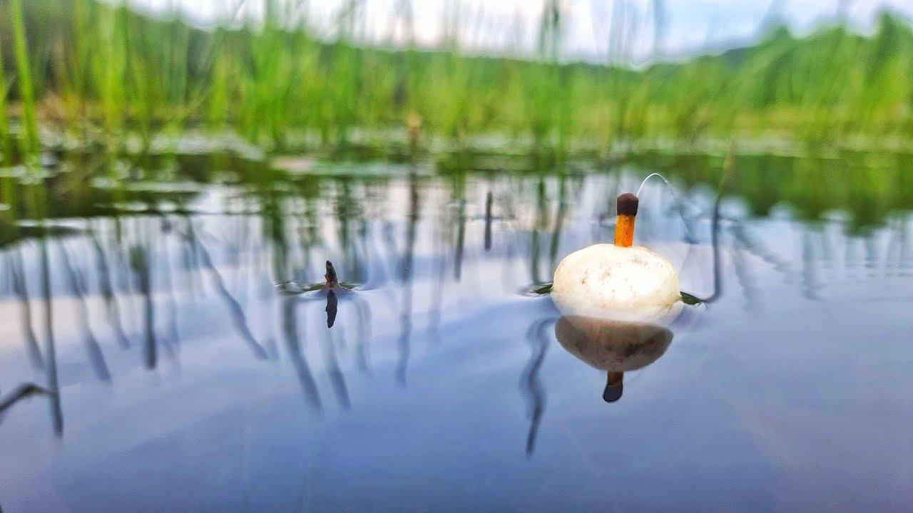 НА ПОПЛАВОК-СПИЧКУ! ДУРНОЙ КЛЁВ ЛЕСНОГО ОЗЕРА! Рыбалка в начале лета смотреть онлайн