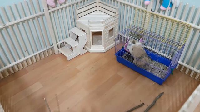 КАК ЖИВЕТСЯ КРОЛИКУ БАФФИ В НОВОМ ДОМЕ? Кот Макс и Галчата ТВ