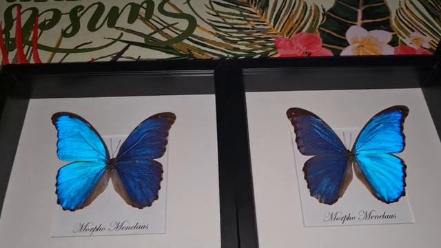 Morpho Menelaus BLUE butterflies by Luc.v.S Butterfly ARTWORK смотреть онлайн