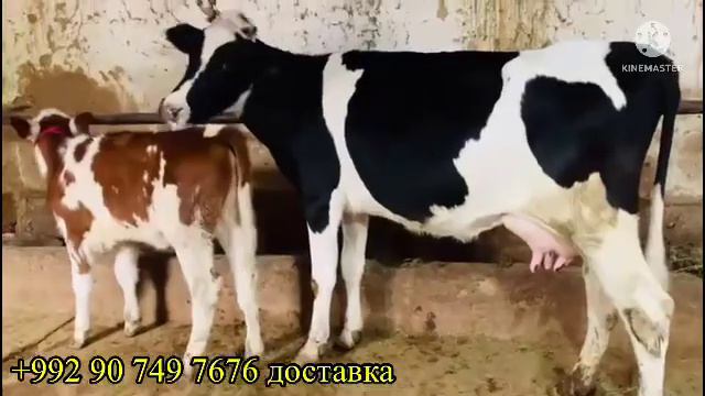 СРОЧНО МОЛИ ОРГИНАЛ ФРУШИ 16 ноября 2022 г. смотреть онлайн