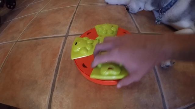 Testing My Husky's Intelligence! - Dog IQ Puzzle Test! смотреть онлайн