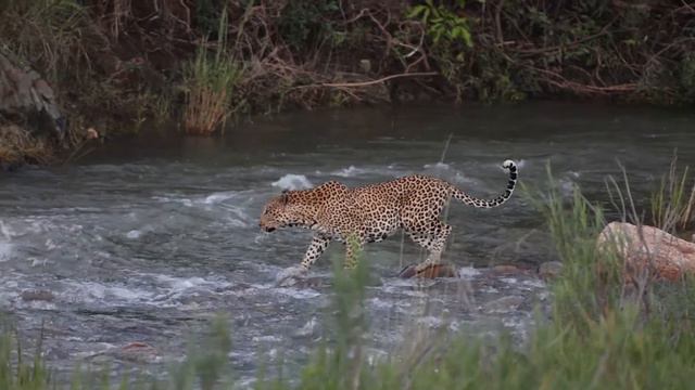 Leopard crossing the river near Becks Safari Lodge...Video by Savannah Hanni смотреть онлайн