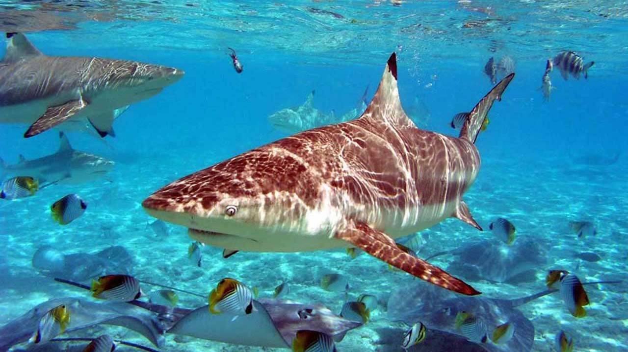 Аквариум 4K - заблудиться в завораживающем мире самой красивой рыбы океана Зоопарк Discovery Online