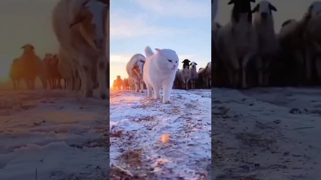 Главный на районе