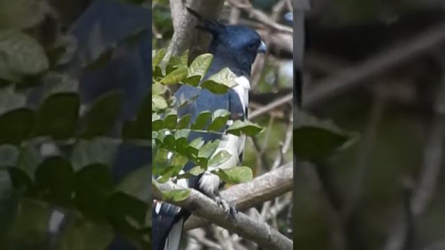 Black Baza смотреть онлайн