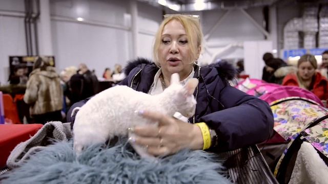 Корниш-рекс - кошка, которую невозможно обидеть смотреть онлайн
