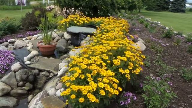 HELIOPSIS 'TUSCAN SUN' Perennial Sunflower смотреть онлайн