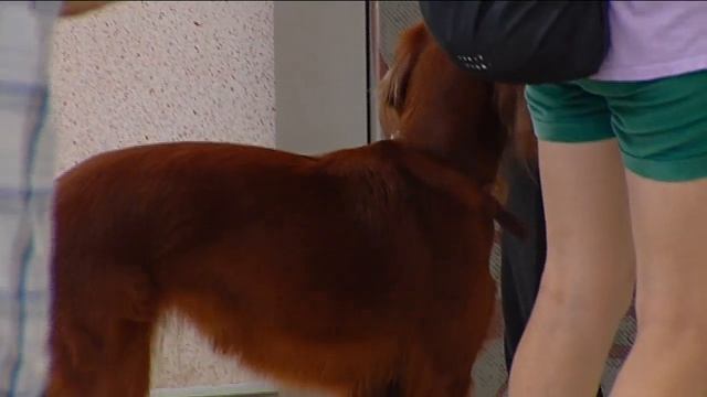 Оплачиваем проезд.Провоз животных в общественном транспорте смотреть онлайн