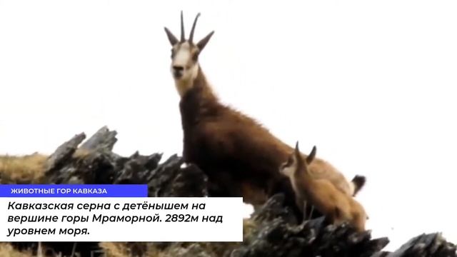 Кавказская серна с детёнышем на вершине горы Мраморной. 2892м над уровнем моря. смотреть онлайн