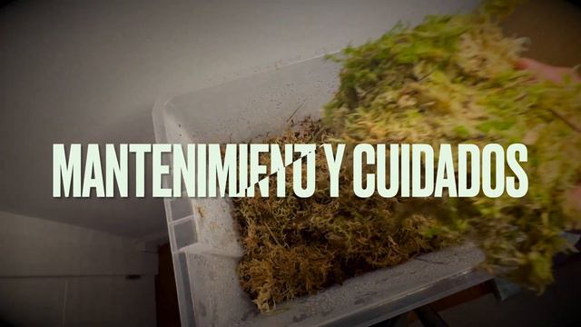 Cómo Propagar Musgo Sphagnum en Casa 🏠 | (Granja de Musgo Sphagnum) ✅ смотреть онлайн
