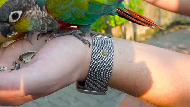 Не кормите ПОПУГАЕВ !!! Что случилось с ПАПОЙ Алисы в парке развлечений ? смотреть онлайн