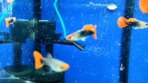 Можно ли держать только самцов ГУППИ? аквариумистика