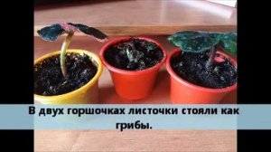 Клубневая бегония из листа.