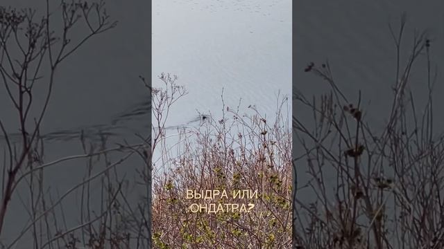 Выдра или ондатра? Подскажите смотреть онлайн