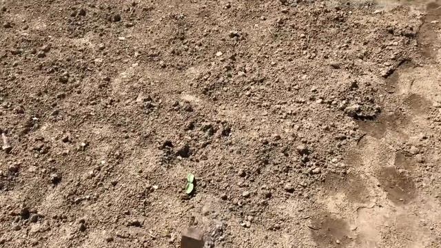 Новый курятник/гусятник. Жизнь в селе.