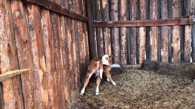 Бычкам месяц . смотреть онлайн