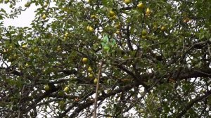 Kend Heyati Homemade Meat Pies_ Quick and Tasty