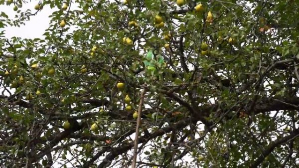 Kend Heyati Homemade Meat Pies_ Quick and Tasty