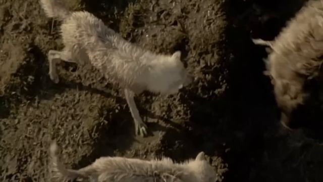 Даже Титаны Севера боятся их как огня! Арктические волки – бесстрашные охотники на Овцебыков!