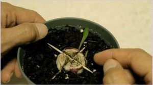 Удивительно легкий трюк размножения гиацинта