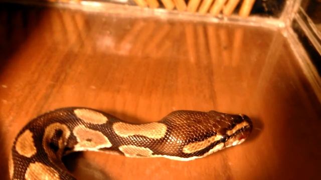 нафин смотреть онлайн