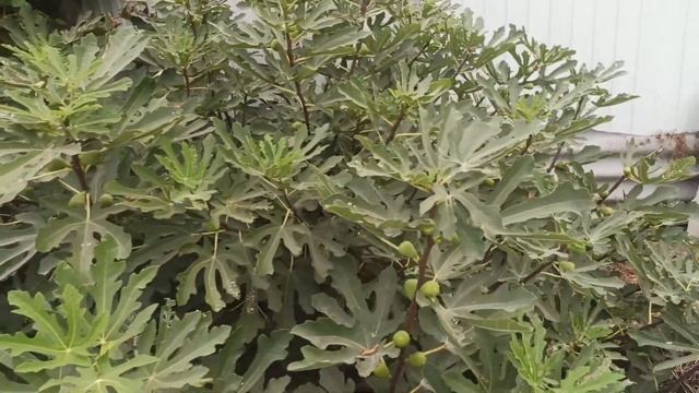 Вот так спеет инжир Брунсвик!Заказ саженцев и черенков по Тел,WhatsApp и Viber : 8-918-43-794-43. смотреть онлайн