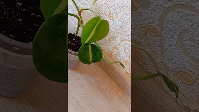 Филодендрон Brazil ( Бразил) смотреть онлайн