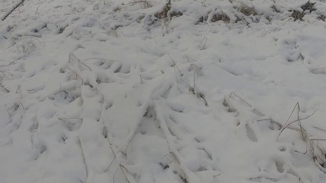 Охота на медведя. #2 Вернулась зима. смотреть онлайн