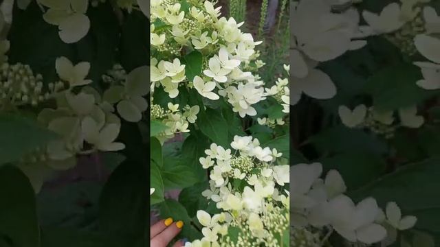 Цветёт гортензия Пастель грин.Июль #саженцы #дача #гортензии #цветы смотреть онлайн