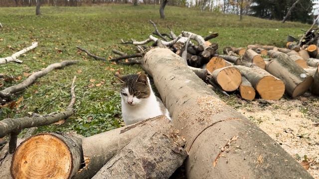Happy old age of an elderly couple in a mountain village far from civilization смотреть онлайн
