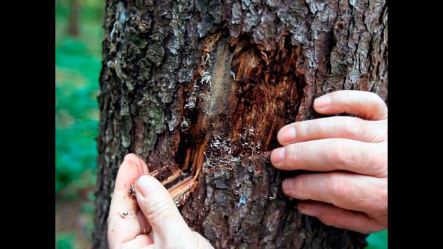 САМЫЕ УДИВИТЕЛЬНЫЕ загадки леса, о которых Вы НИКОГДА не слышали! смотреть онлайн