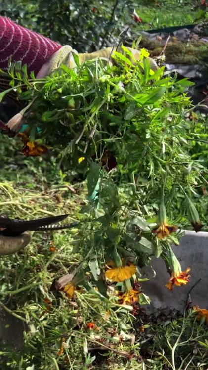 Не спешите выбрасывать эти цветы осенью!