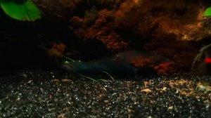 Стеклянный сом уход, содержание, размножение.