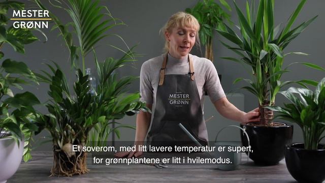 Enkle tips til plassering av grønne planter på vinteren смотреть онлайн