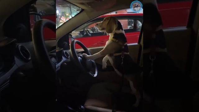 Смешные животные #155.mp4 смотреть онлайн